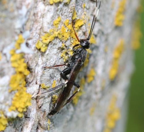 Xorides sepulchralis